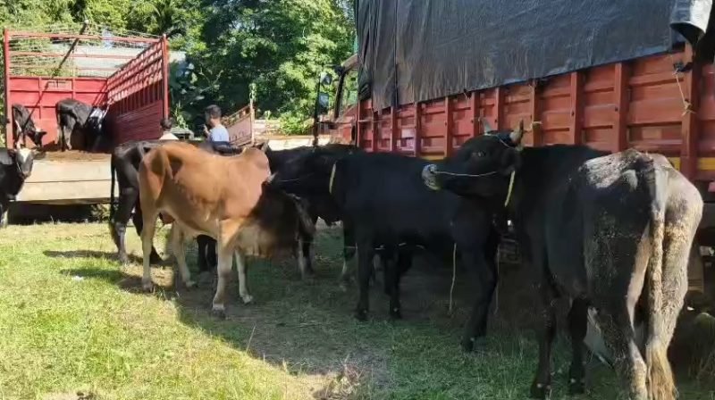 মুকালমুৱা-দৌলাশাল আৰক্ষীৰ অভিযানত ১৭টা গৰু জব্দ, এজন গ্ৰেপ্তাৰ